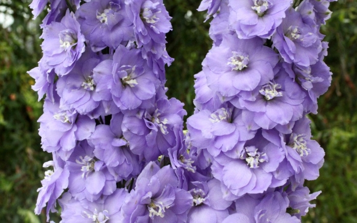 Дельфиниум лилак