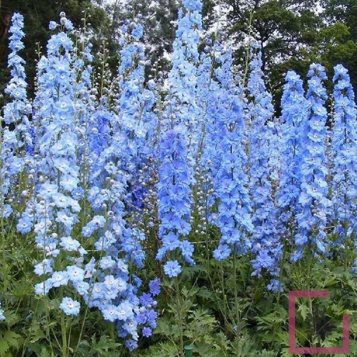 Дельфиниум саммер скайс