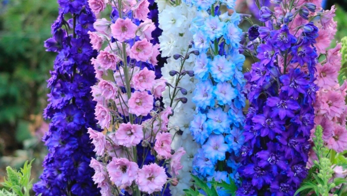 Дельфиниум тихоокеанские гибриды