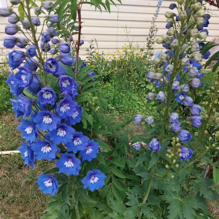 Дельфиниум низкорослый