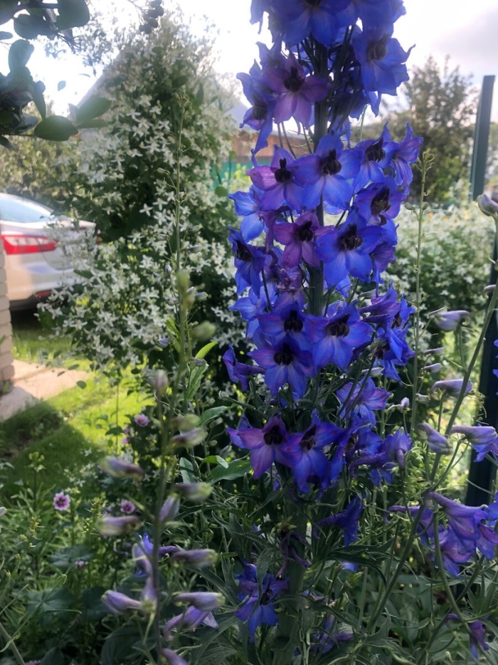 Дельфиниум высокорослый