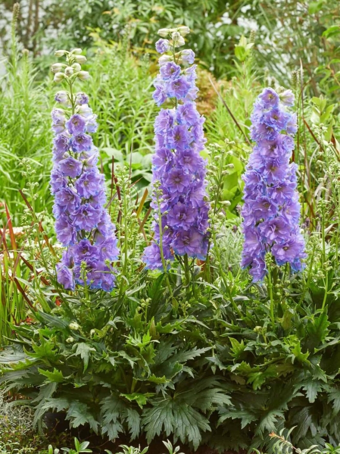 Дельфиниум джульетта