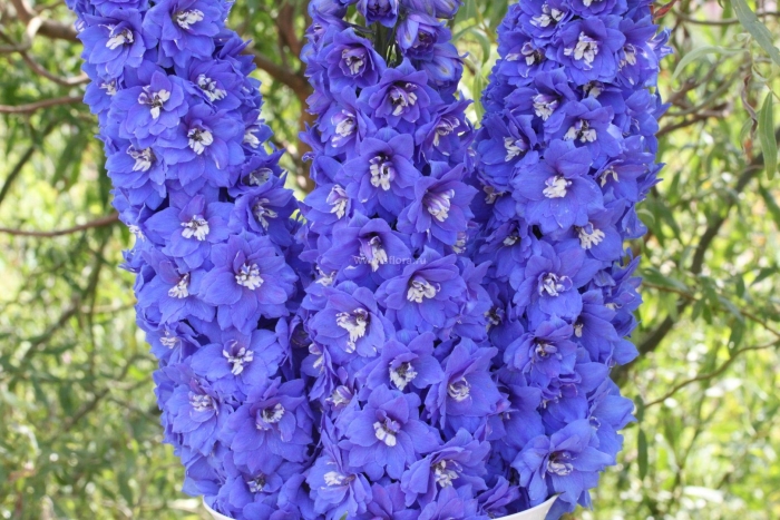 Дельфиниум гибридный бенарис пацифик