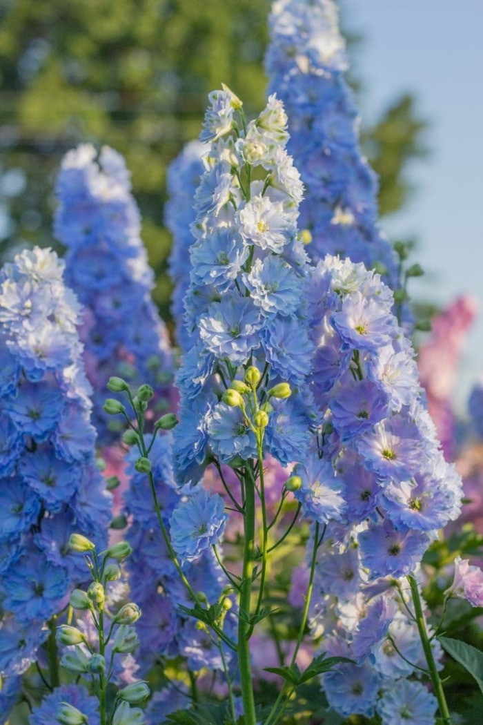 Дельфиниум голубой