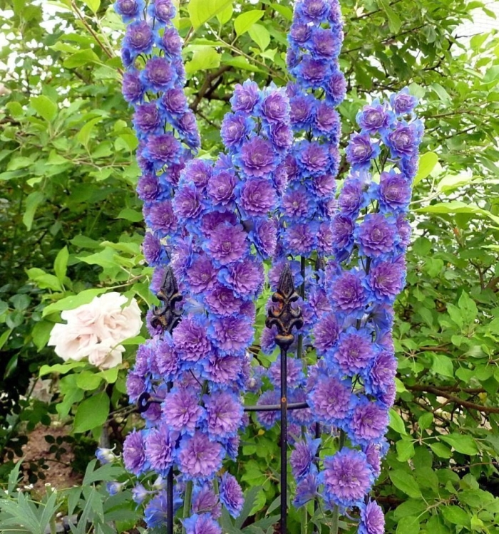 Дельфиниум sweet sensation