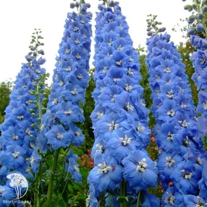 Дельфиниум аякса