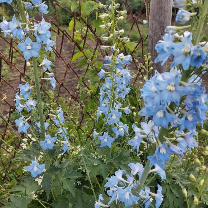 Дельфиниум крупноцветковый