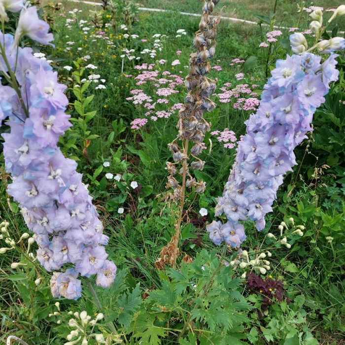 Дельфиниум гигант лайм