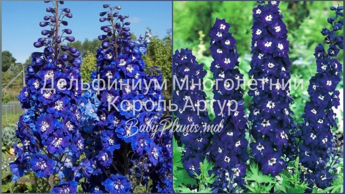 Дельфиниум пацифик кинг артур