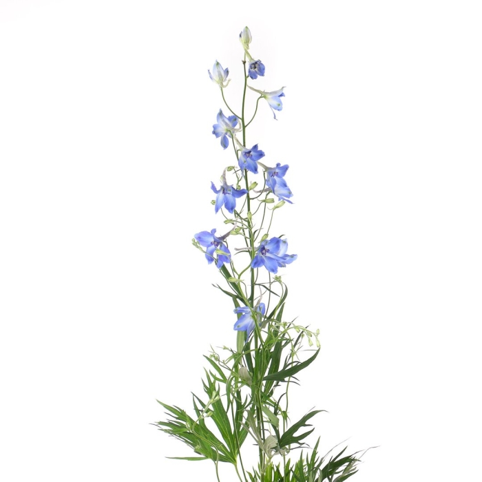 Дельфиниум лайт блю