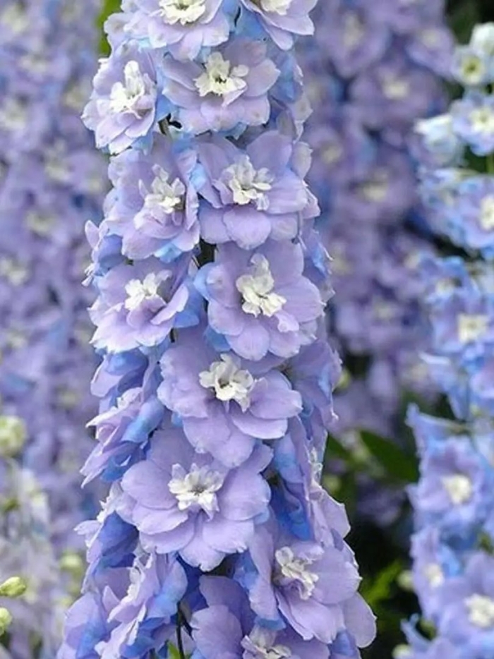 Дельфиниум d17 bix