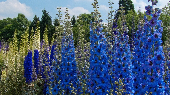 Дельфиниум пацифик микс