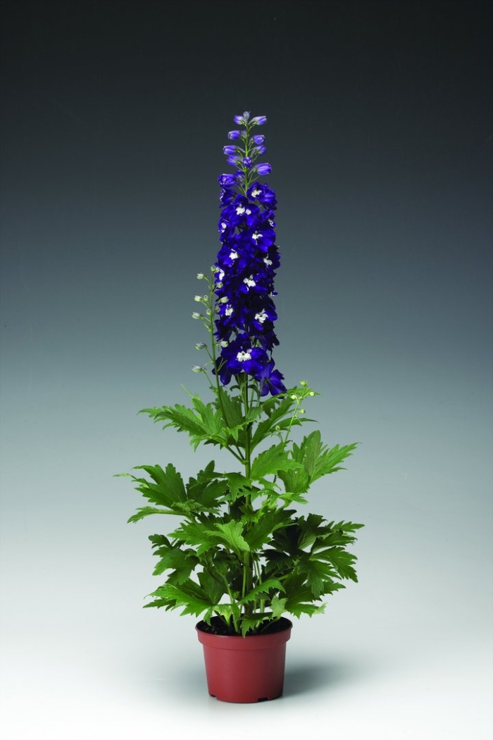 Дельфиниум гибридный