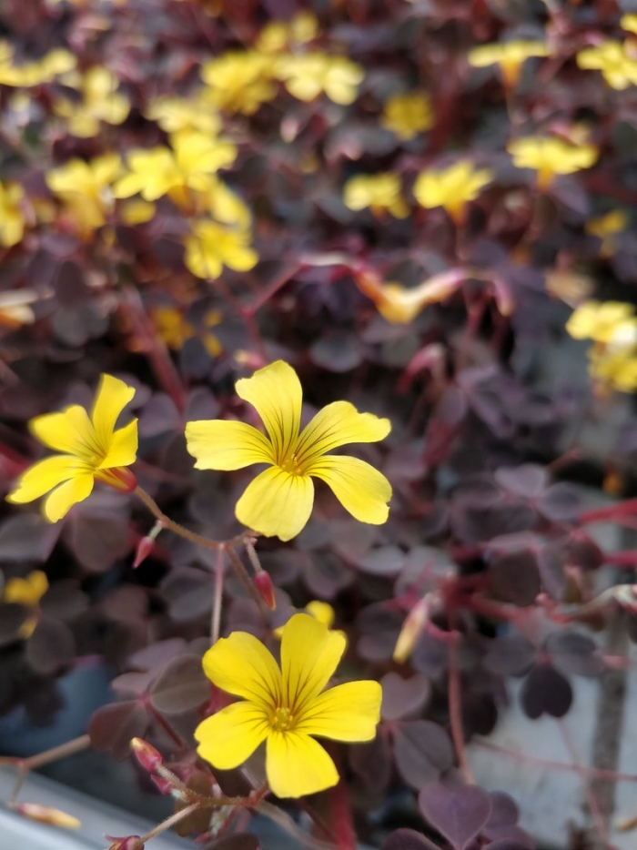 Кислица вулканическая oxalis