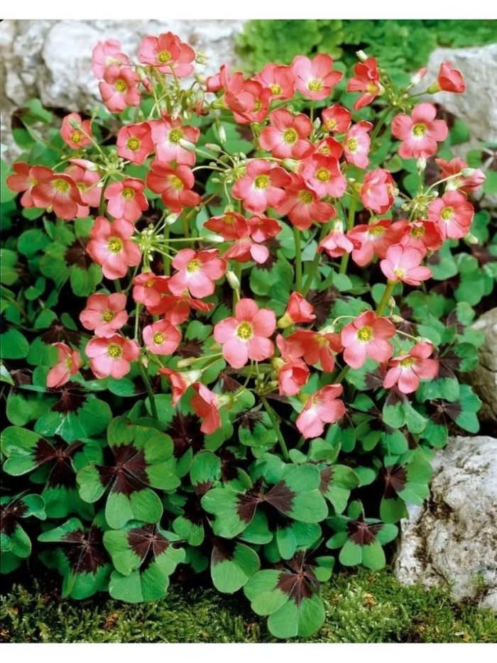 Оксалис (кислица) айрон кросс