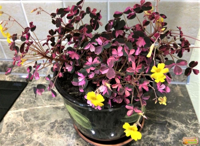 Оксалис plum crazy