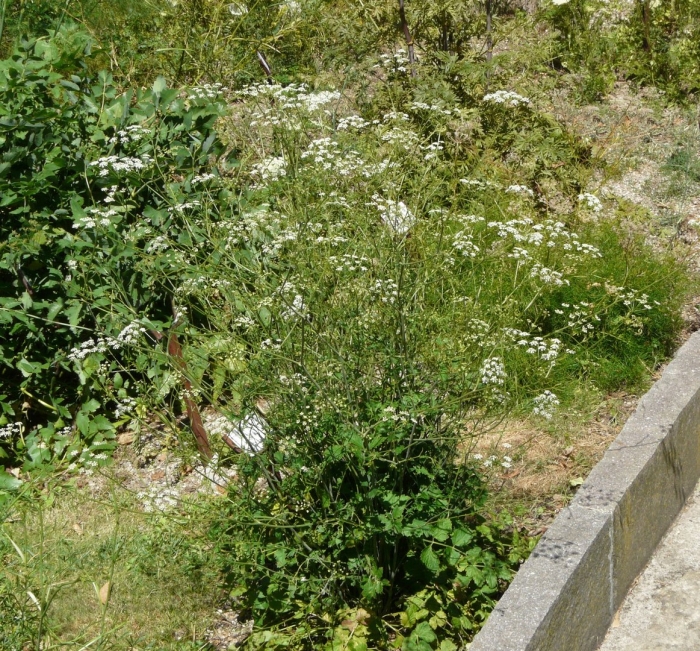 Бедренец известколюбивый