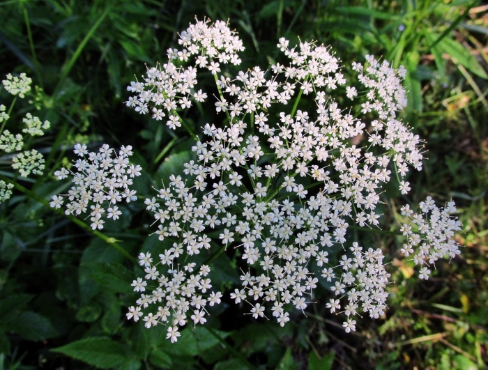 Бедренец растение