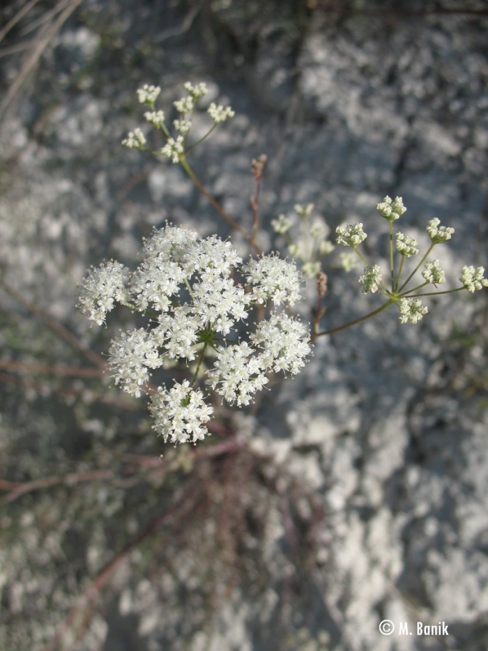 Бедренец камнеломковый