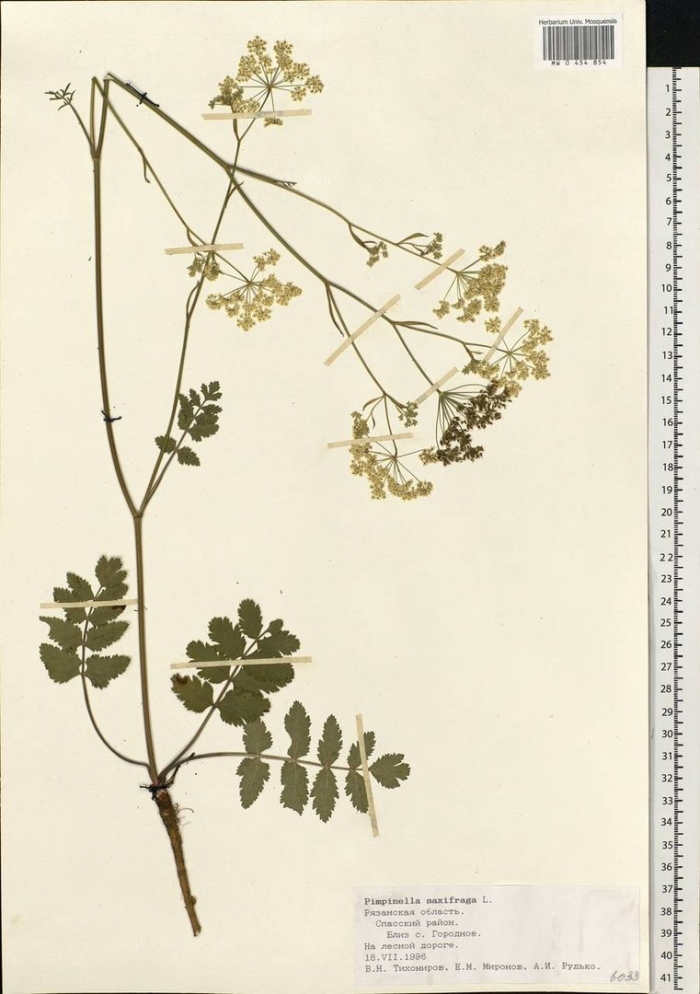 Пастернак посевной (pastinaca sylvestris)