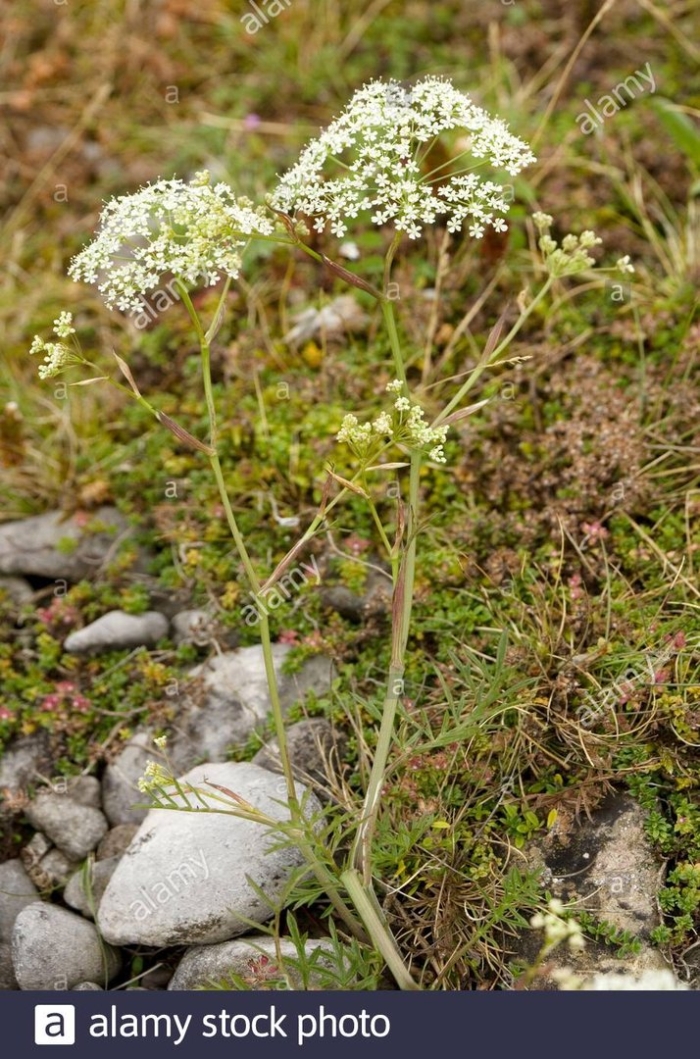 Бедренец камнеломка