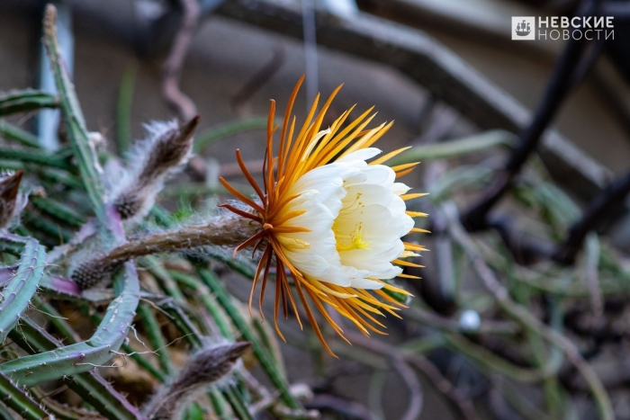 Кактус царица ночи