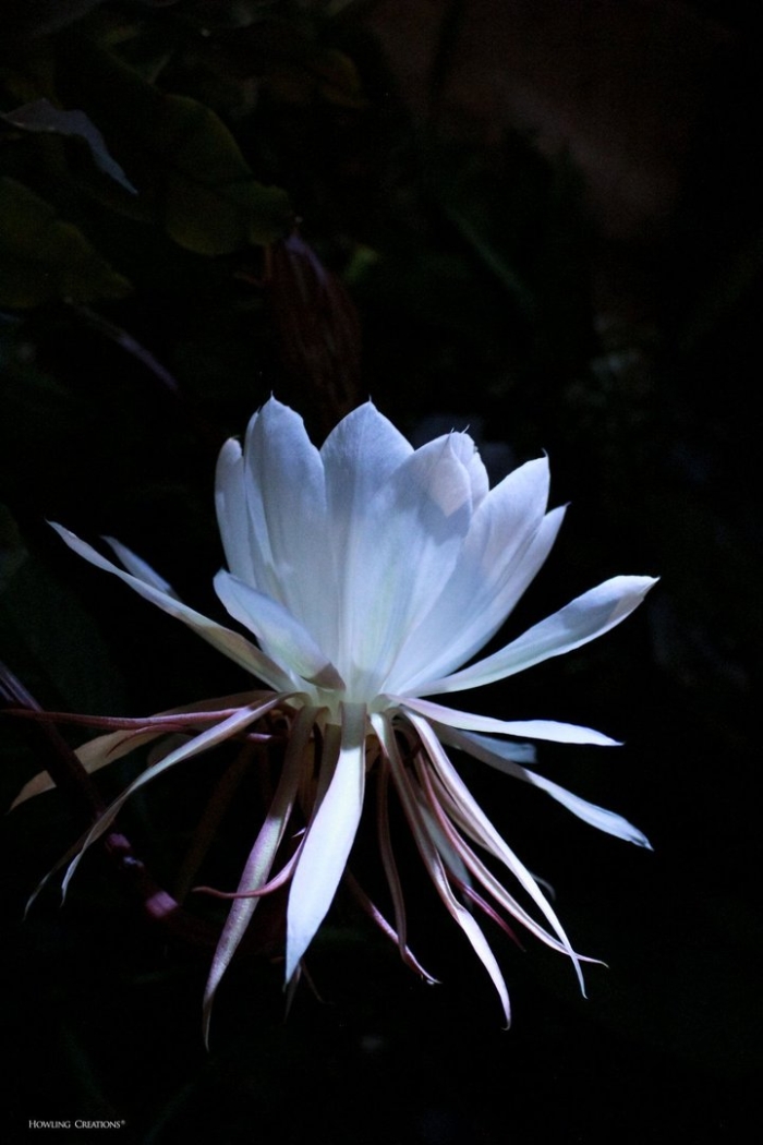 Оксипеталум цветок