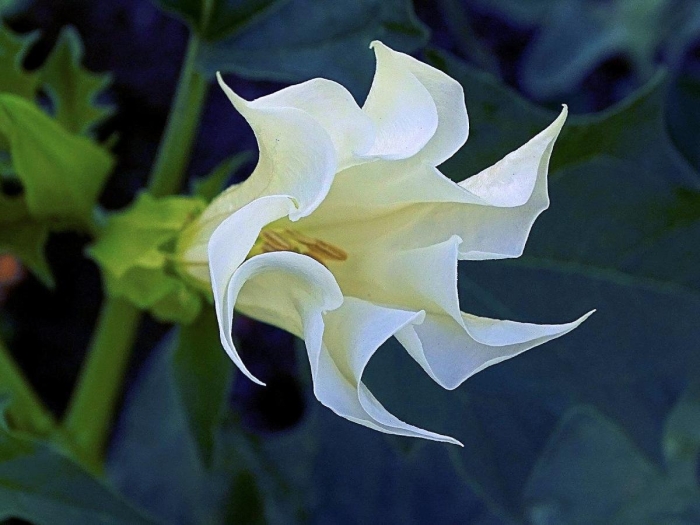 Дурман обыкновенный