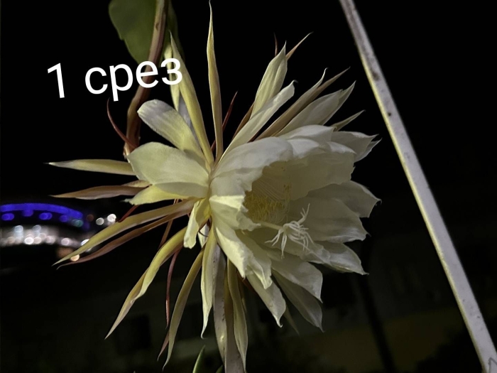 Эпифиллум царица ночи