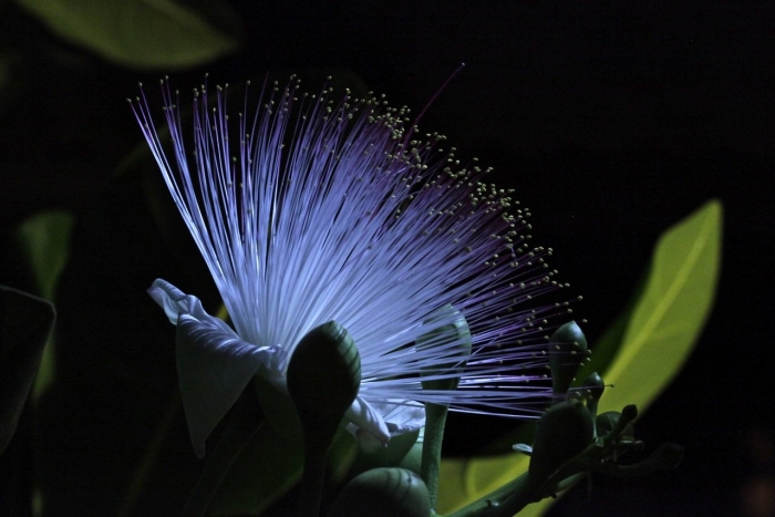 Баррингтония азиатская