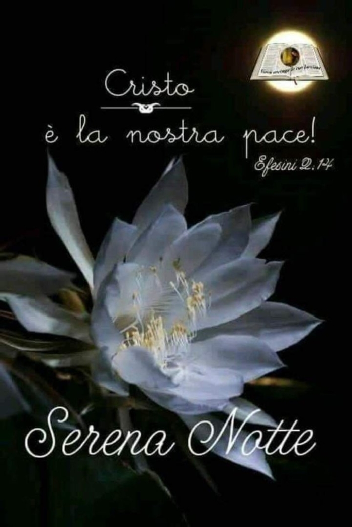 Селеницереус царица ночи