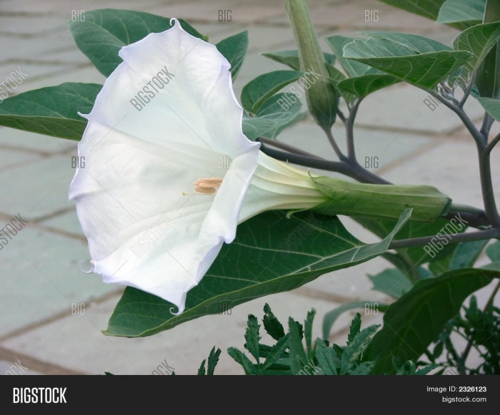 Датура медея белый дурман