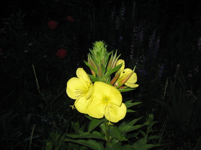 Ночная красавица цветок энотера