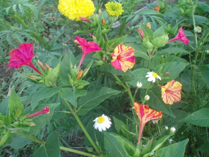 Мирабилис ялапа матиз цветок