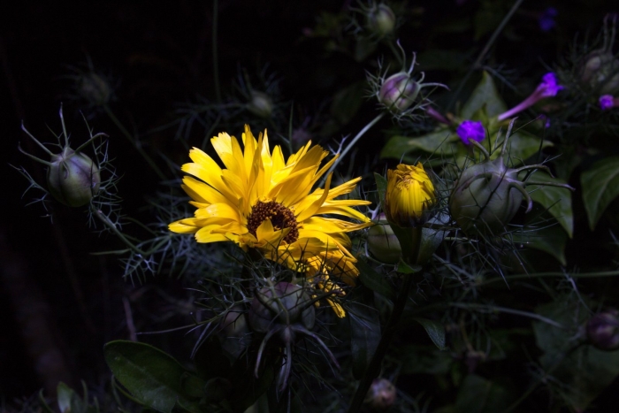 Цветок ночи