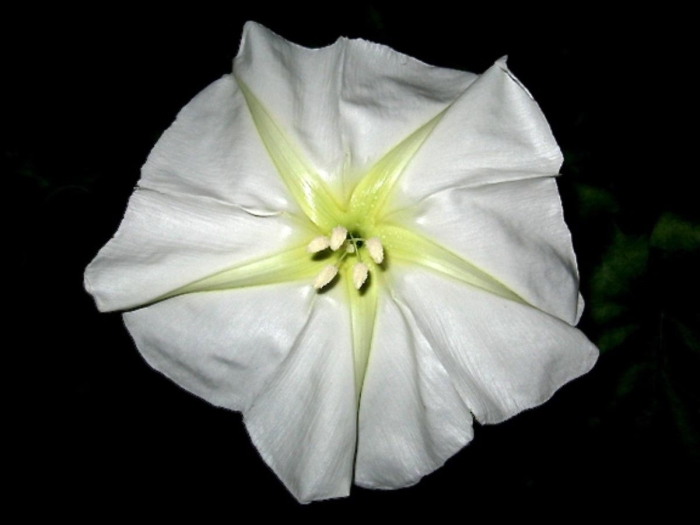 Цветок который распускается ночью