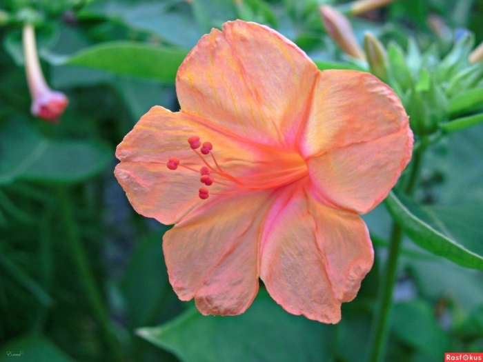 Мирабилис ялапа иоланта