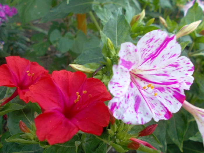 Цветок ночная красавица мирабилис