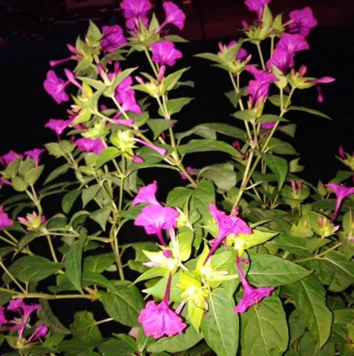 Мирабилис ялапа ночная красавица