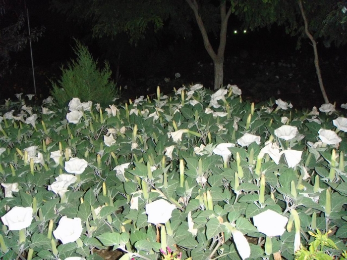 Датура дурман белый