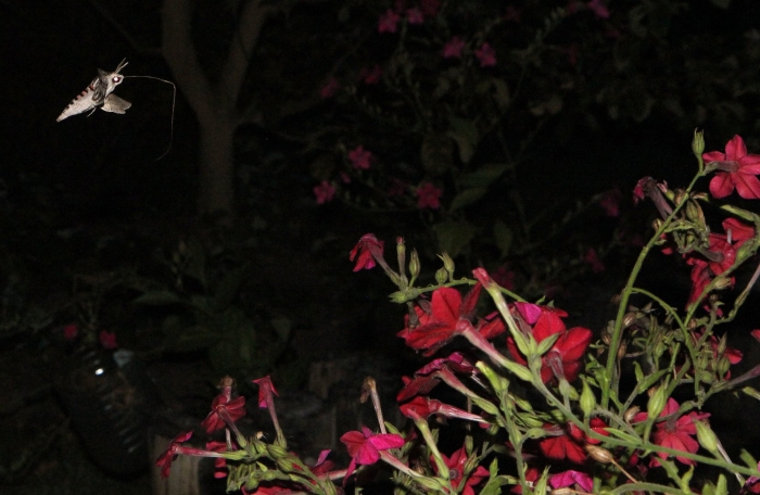 Мотылек ночная красавица