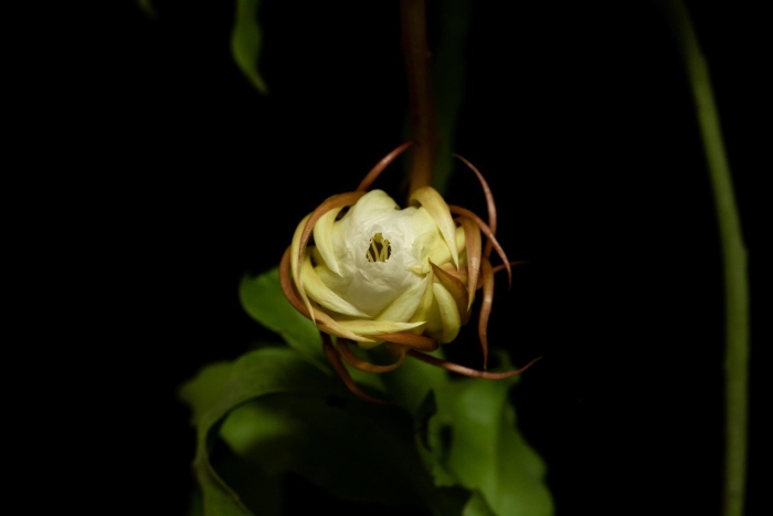 Цветок который цветет ночью