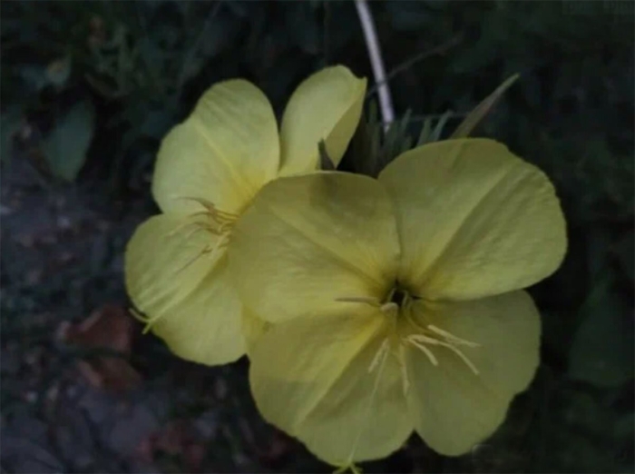 Цветок энотера