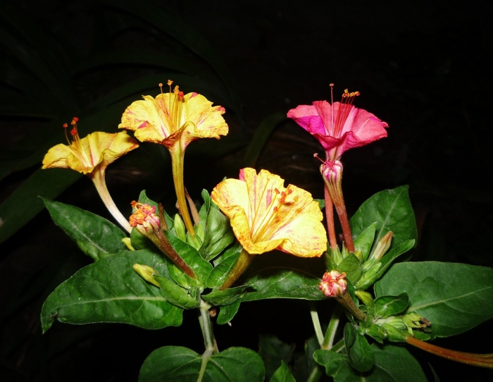 Цветок ночная красавица мирабилис