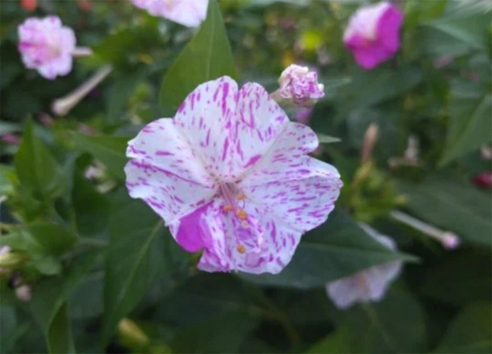 Мирабилис ночная красавица