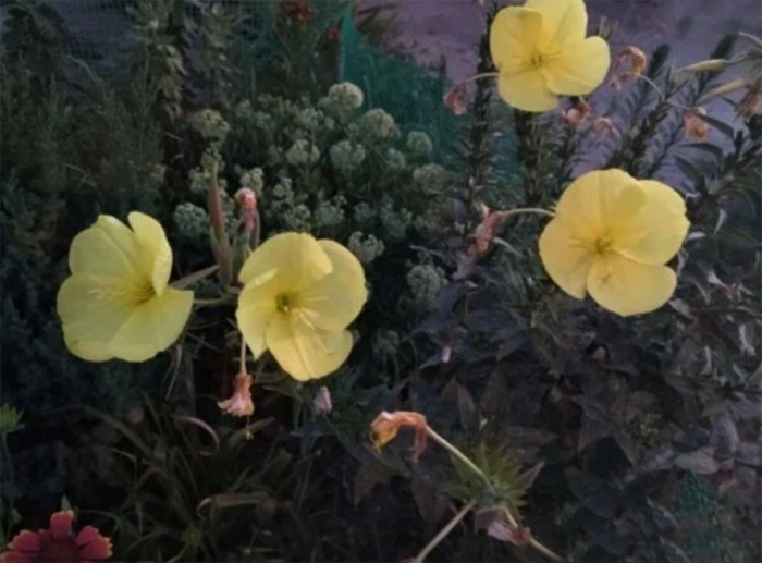 Ночная красавица цветок энотера