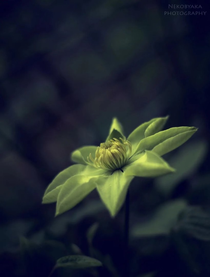 Клематис мунлайт