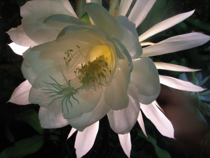 Кадупул (epiphyllum oxypetalum)
