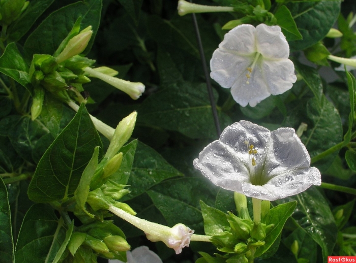 Мирабилис куст