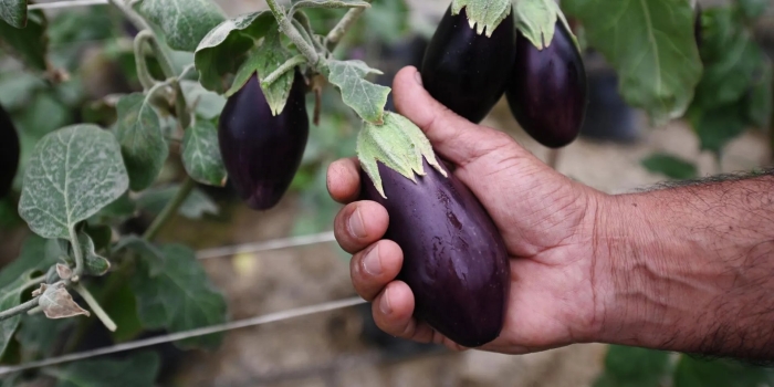 Сорта баклажан